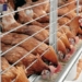 Stakeholders Back Federal Policy To Reduce Poultry Feed Costs