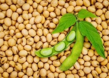 India Threatens 45% Tariff On Soybean Cargoes Linked To Nigeria