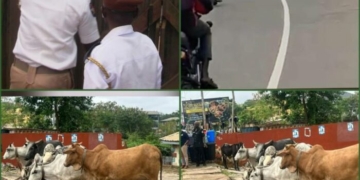 Oyo Seals Feather-Processing Facility Over Offensive Odour, Impounds 13 Cows