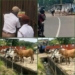Oyo Seals Feather-Processing Facility Over Offensive Odour, Impounds 13 Cows