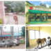 From Live Animals To Statues: The Decline Of Nigeria’s Zoos